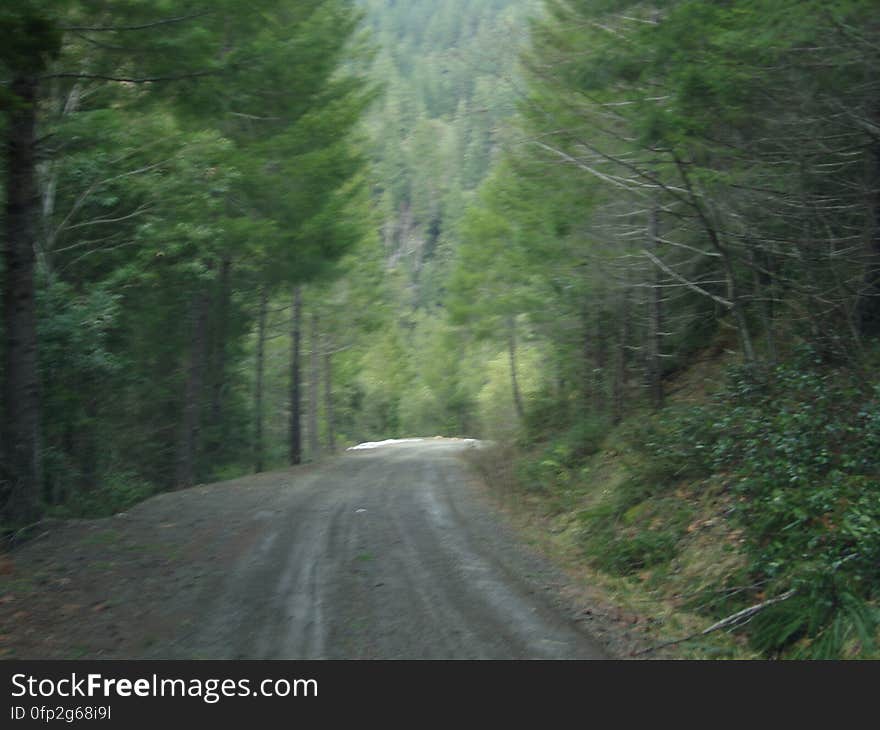 Plant, Road surface, Natural environment, Natural landscape, Tree, Asphalt