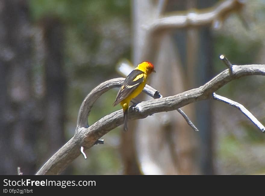 Western tanager. 2009-05-07: On the fifth day of our camping trip on the Mogollon Rim we were still looking to beat the heat by staying above the rim. I’d noticed a route marked as a trail on my GPS &#x28;the base map on my Garmin Oregon 400T&#x29; leading to a spot marked Lost Lake. We headed for trail, turning off of the main road onto a jeep track. The route quickly got rocky, and we assumed it was petering out, so we parked and started hiking. Within a couple hundred feet, the route turned back into a smooth, dirt, two-track road… basically, quite driveable. We hiked it anyway. There was a tree blocking the road about halfway to Lost Lake, but aside from that the route is a well maintained route, with a couple side-roads heading off of it. The road gently ascends to the top of a hill, where Lost Lake is actually a pair of tanks. The upper tank is quite large, and both had water in them. There were a few wildflowers, and butterflies and western tanagers were flitting about. It’s a very pretty area, and quite likely an excellent place for bird watching. Lost Lake is definitely worth a visit, whether hiking or driving. The tanks are surrounded by forest, and we took advantage of the shade to have lunch, enjoy the beautiful day, and catch a quick nap. Hiking report View all photos from this hike