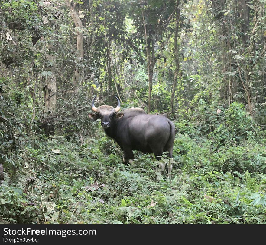 Staring the bull in the eye at Chilapata forest