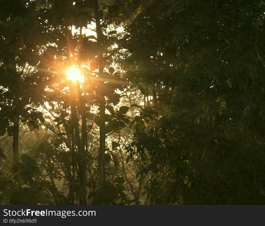 Sun rising through the trees, seen from the watchtower, Chilapata