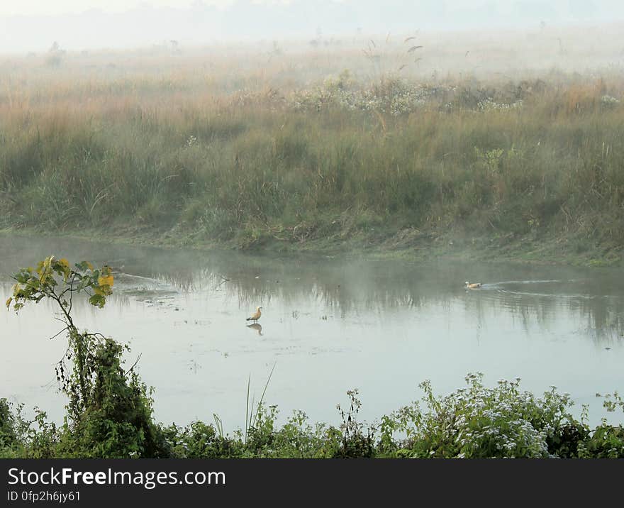 Ducks swimming in the river near watchtower, Chilapata forest