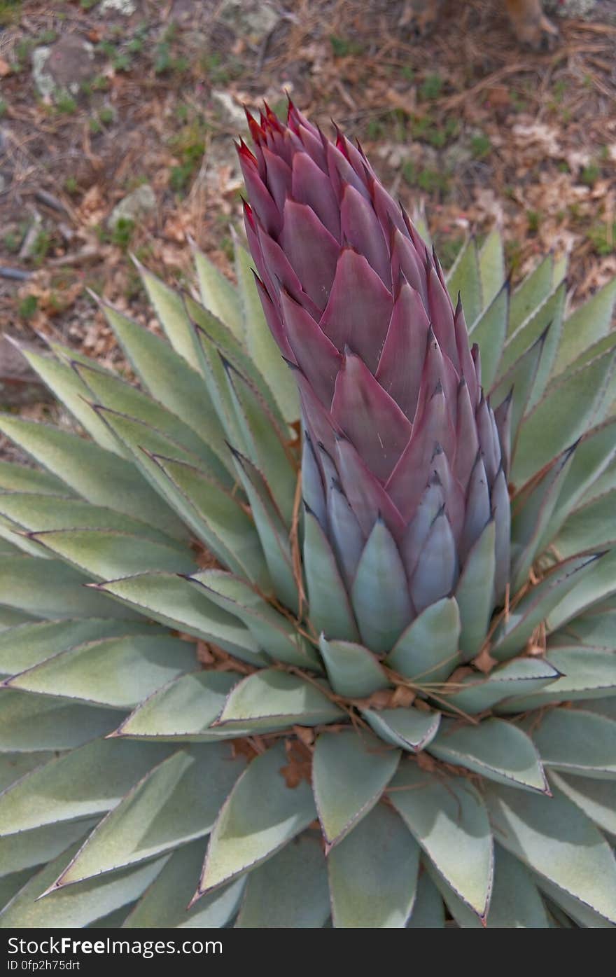 Century plant preparing to bloom. We headed out of Flagstaff down Woody Mountain Road for a week of camping and day hiking around the Rattlesnake Mesa area. The area is north of Sedona&#x27;s Secret Canyon, on top of the Mogollon Rim. There are several trails, mostly unmaintained, heading along or off the edge of the Rim. For the first day&#x27;s hike, we headed for FS Trail #9, which heads across Little Round Mountain and along the Rim around South Pocket... Read the blog entry for this hike