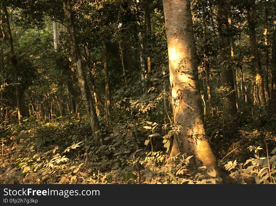 Trees, Chilapata