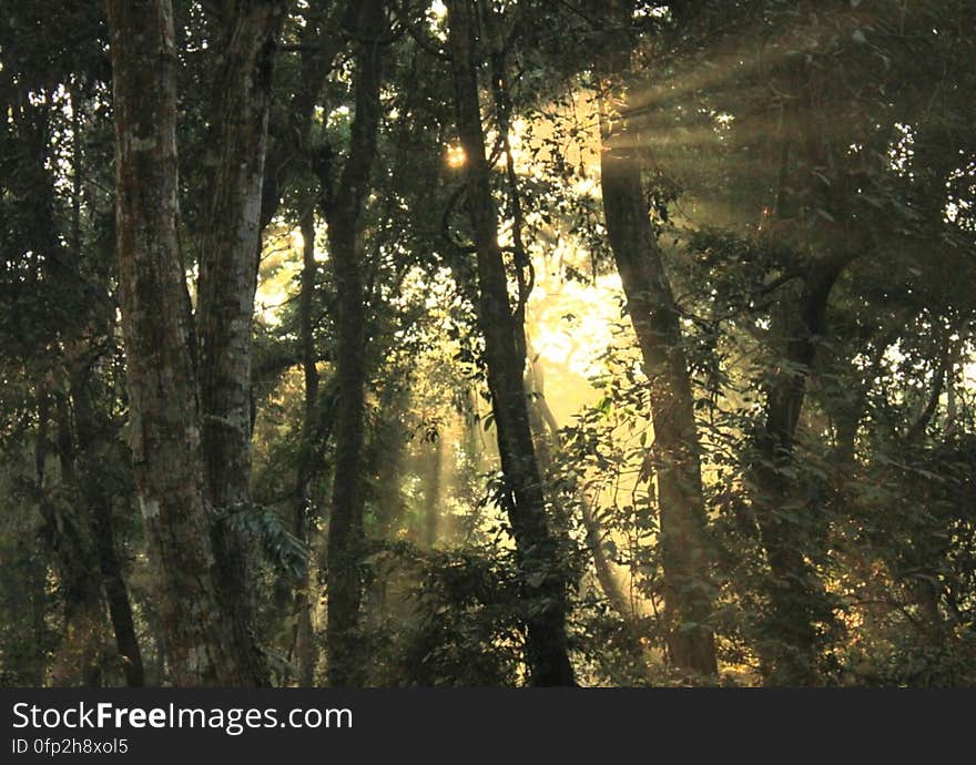 Light through the trees, Chilapata