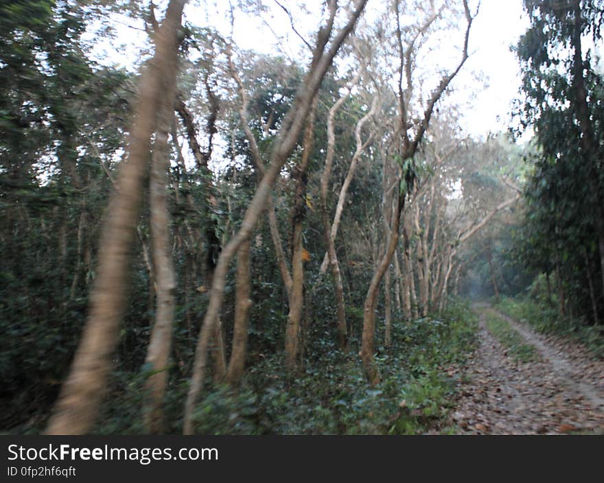 Driving through Chilapata forest