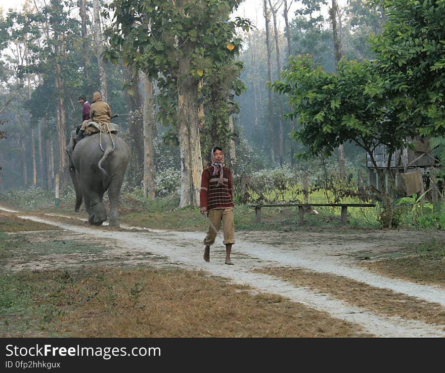 Taking the elephant on a walk, at Chilapata forest