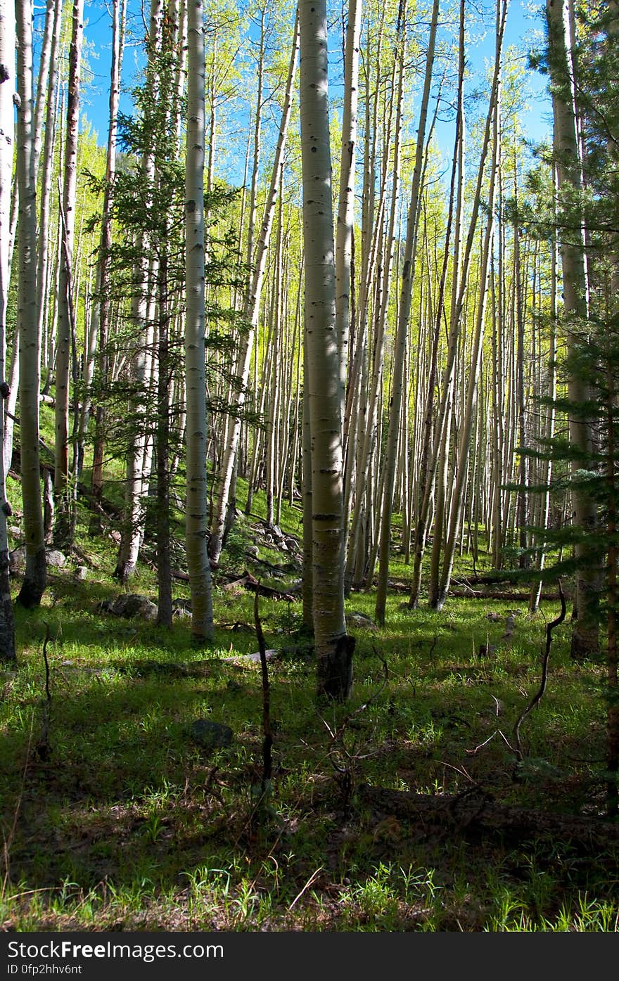 Early morning hike on Inner Basin Trail, San Francisco Peaks. 2009-05-30: Saturday evening, we were sitting on the front porch after our evening walk, enjoying a cup of chai and watching the sun set. There had been rain during the late afternoon, and heavy clouds had descended over the Peaks, hiding the mountain from view. The clouds had lifted in time for our evening ritual, and we noticed there was new snow on the upper tips of the Peaks. As we sipped our tea, we joked â€œIf we were really motivated, weâ€™d get up early, hit the Inner Basin Trail at dawn, and get some good photos before the snow melts offâ€¦â€ 2009-05-31: â€¦so, at 4:00AM we stumbled out of bed, grabbed some coffee, got dressed, grabbed more coffee and rolled out the door around 4:30AM. We drove up the mountain, and hit the trail around 5:15AM. There was a bit of a breeze making the hike rather chilly. Everything was wet and green, and the aspens created a delectable aroma. Past Jack Spring &#x28;1. 5 miles from the trailhead&#x29; we hit the frost line, and the vegetation sparkled &#x28;and the air was noticeably chillier&#x29;. We arrived at the Inner Basin &#x28;the point where thereâ€™s a shelter and pumphouse, and all the Peaks are visible&#x29; around 6:45AM. Weâ€™d expected some shade still at that hour, and were delighted to discover the sun was shining right up through the low point in the Peaks &#x28;the north-eastern side, where the wall was blown out during an eruption&#x29;, lighting up the entire Inner Basin for us. We wandered around a bit capturing various shots, then headed back to attend to our dayâ€™s activities. Hiking report View all the photos from this hike