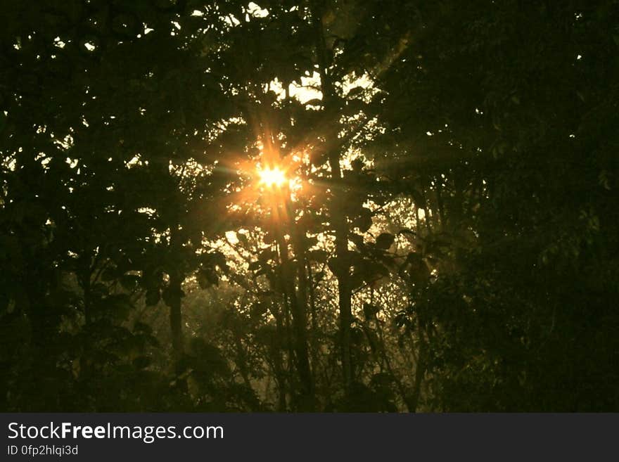 Sun rising through the trees, seen from watchtower, Chilapata