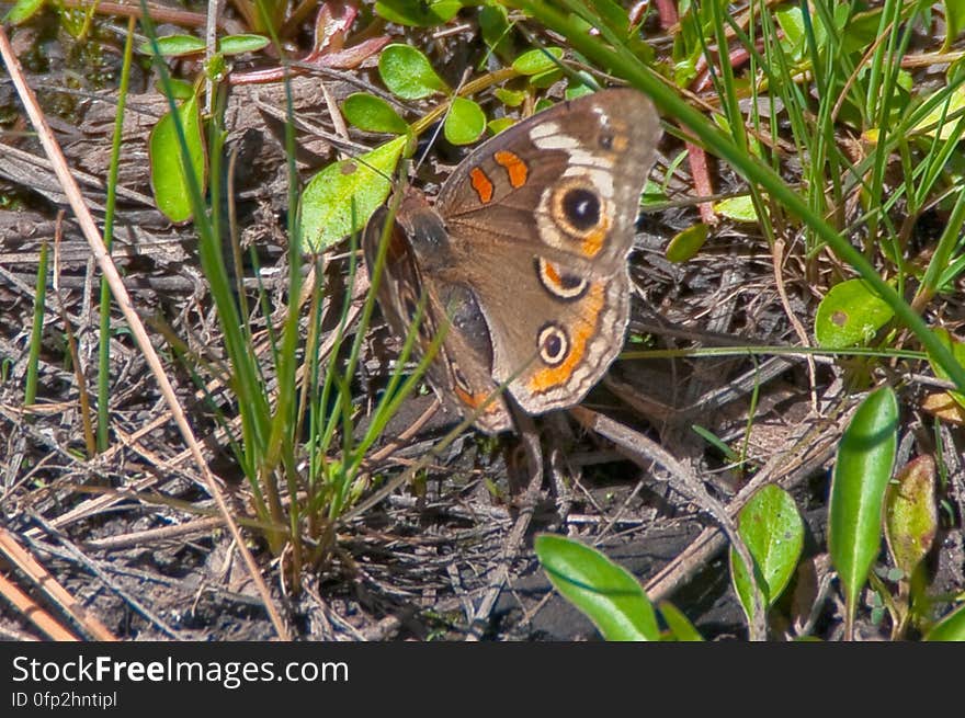 Tropical Buckeye Butterfly &#x28;Junonia genoveva&#x29;. 2009-05-07: On the fifth day of our camping trip on the Mogollon Rim we were still looking to beat the heat by staying above the rim. I’d noticed a route marked as a trail on my GPS &#x28;the base map on my Garmin Oregon 400T&#x29; leading to a spot marked Lost Lake. We headed for trail, turning off of the main road onto a jeep track. The route quickly got rocky, and we assumed it was petering out, so we parked and started hiking. Within a couple hundred feet, the route turned back into a smooth, dirt, two-track road… basically, quite driveable. We hiked it anyway. There was a tree blocking the road about halfway to Lost Lake, but aside from that the route is a well maintained route, with a couple side-roads heading off of it. The road gently ascends to the top of a hill, where Lost Lake is actually a pair of tanks. The upper tank is quite large, and both had water in them. There were a few wildflowers, and butterflies and western tanagers were flitting about. It’s a very pretty area, and quite likely an excellent place for bird watching. Lost Lake is definitely worth a visit, whether hiking or driving. The tanks are surrounded by forest, and we took advantage of the shade to have lunch, enjoy the beautiful day, and catch a quick nap. Hiking report View all photos from this hike