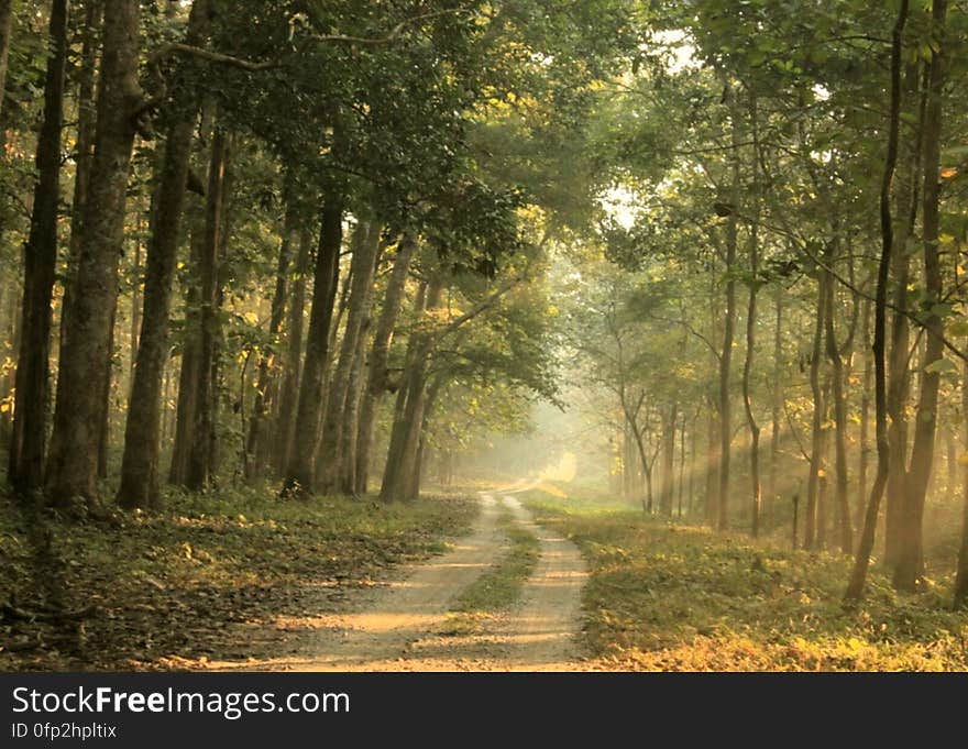 The forest road, Chilapata