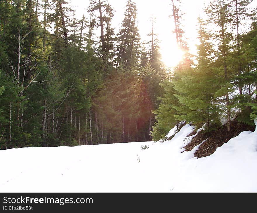 Sky, Plant, Snow, Larch, Slope, Tree