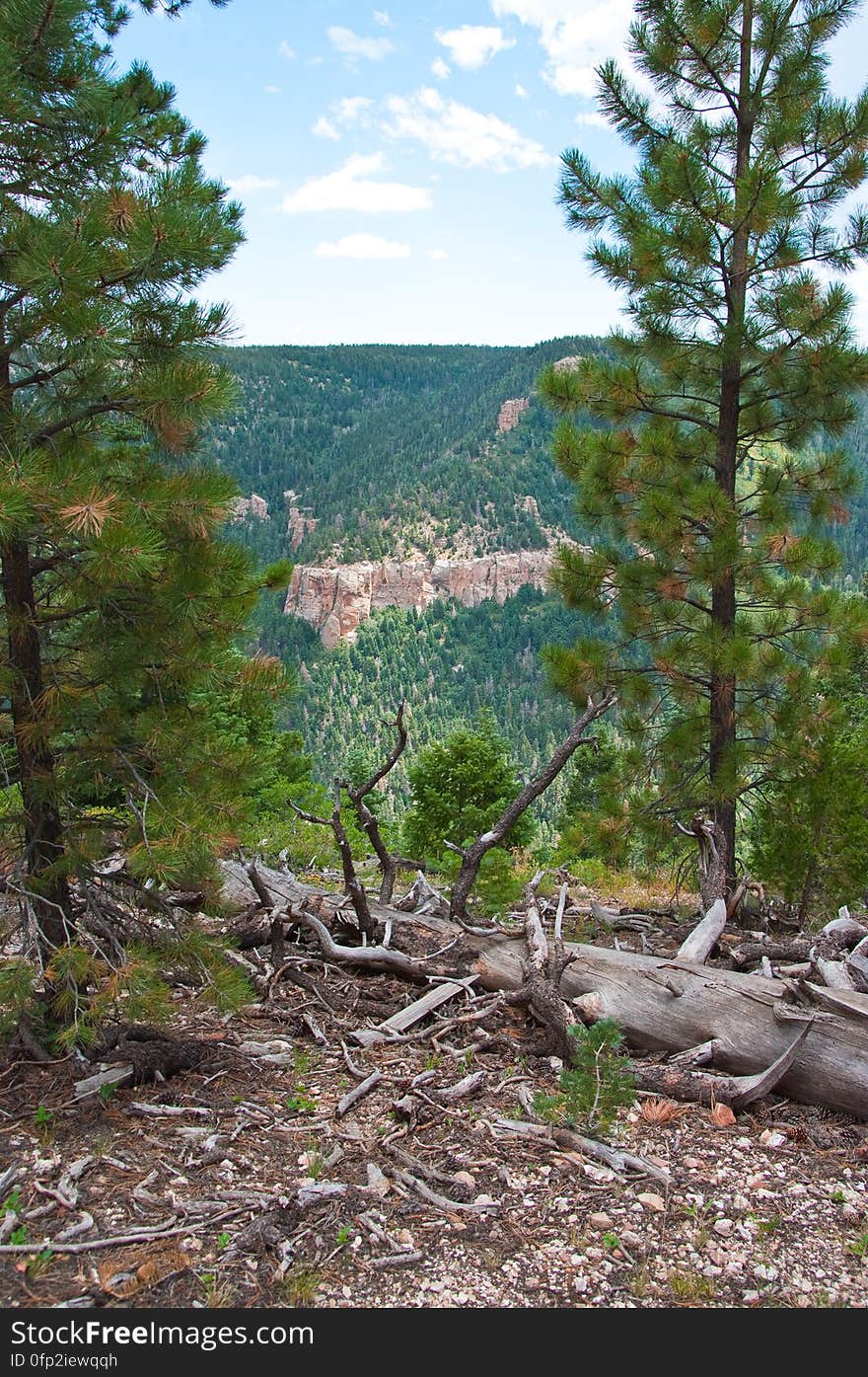 Hike on Kaibab Plateau Trail 101 &#x28;part of the Arizona Trail&#x29; from East Rim Viewpoint to Crystal Spring.