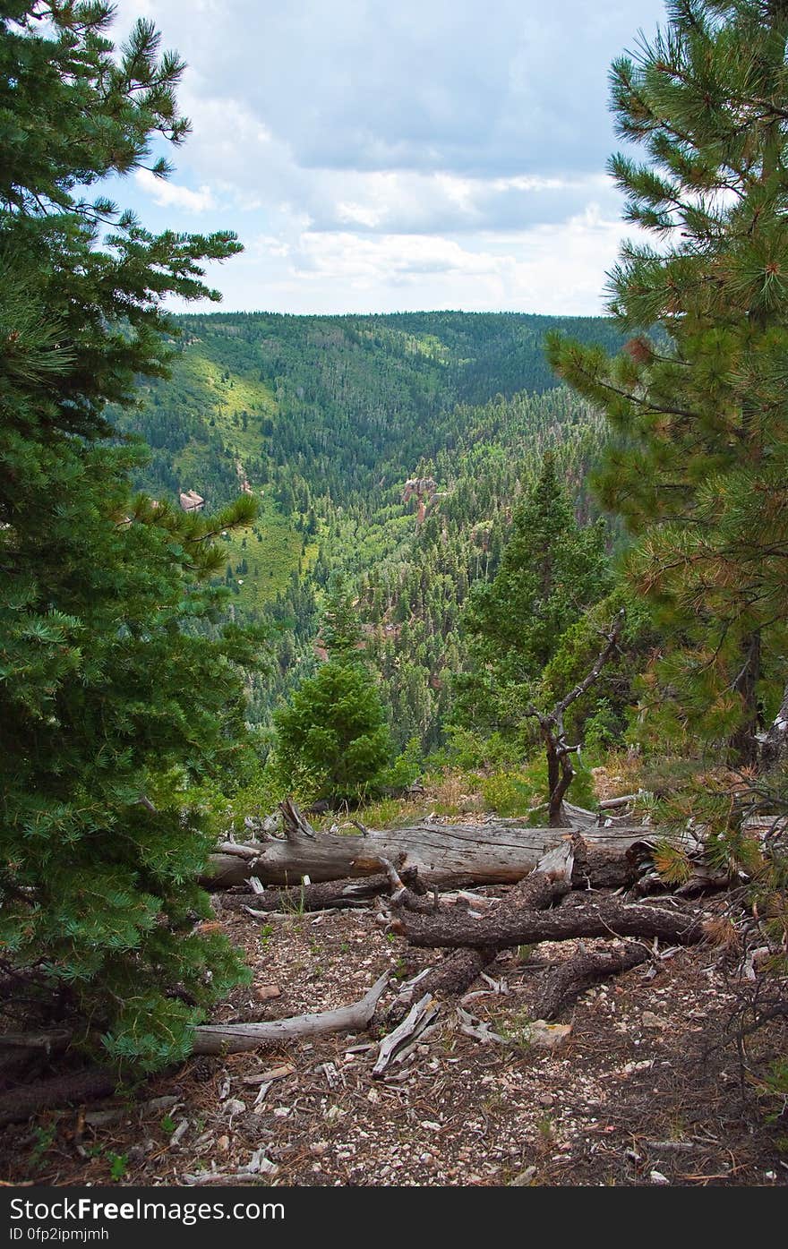 Hike on Kaibab Plateau Trail 101 &#x28;part of the Arizona Trail&#x29; from East Rim Viewpoint to Crystal Spring.