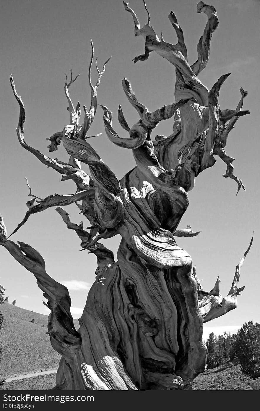 Greyscale Photo of Dead Tree on Dry Land