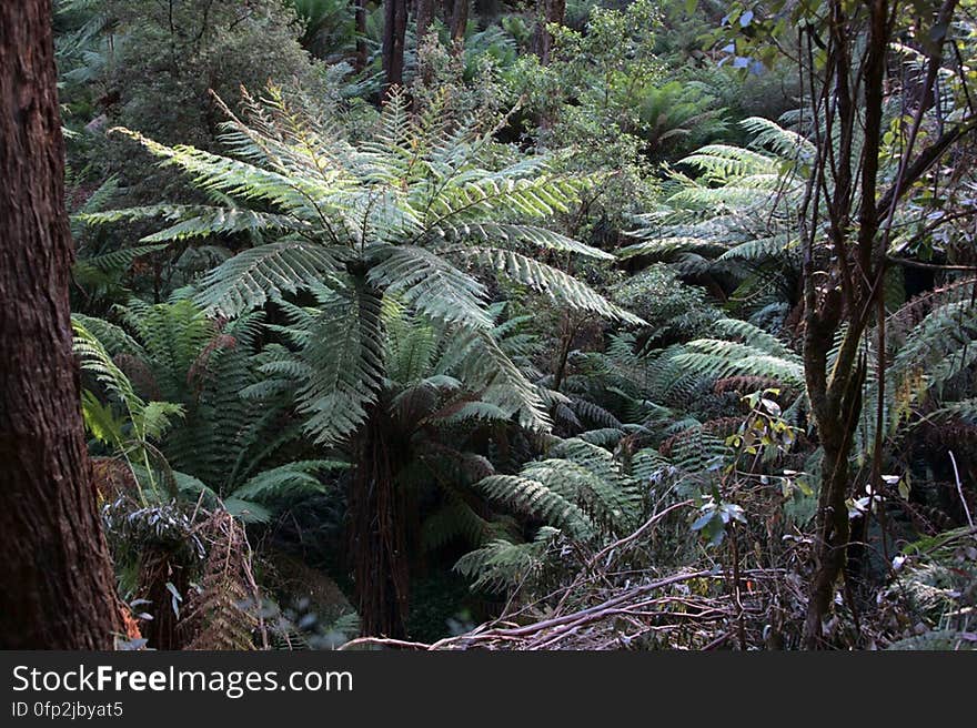 Inside the Dandenong Ranges National Park. Inside the Dandenong Ranges National Park.