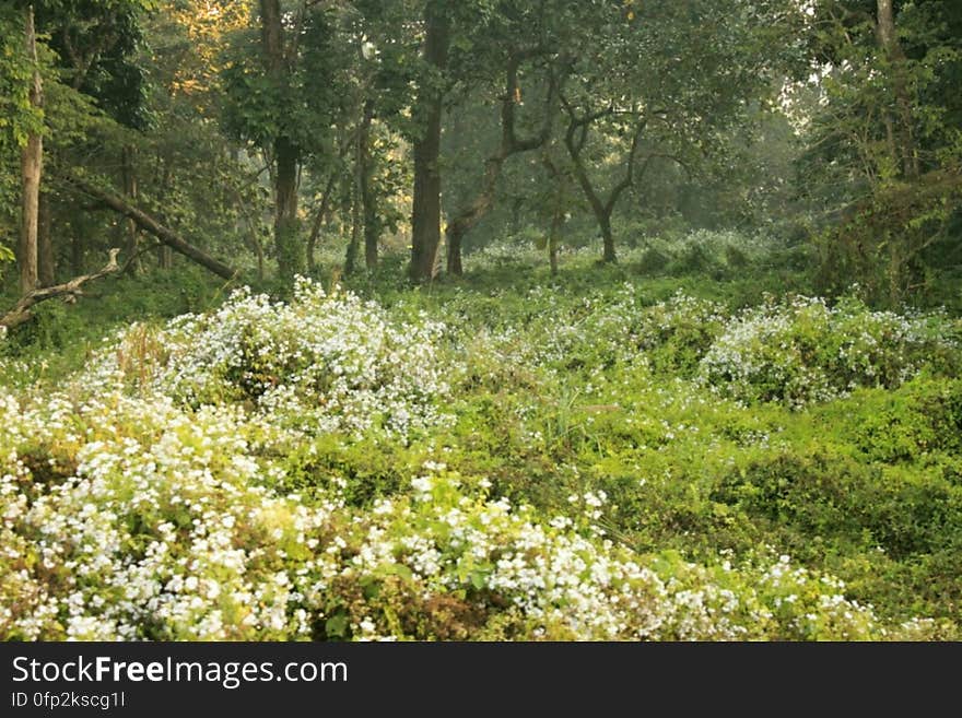 Wild flowers at Chilapata