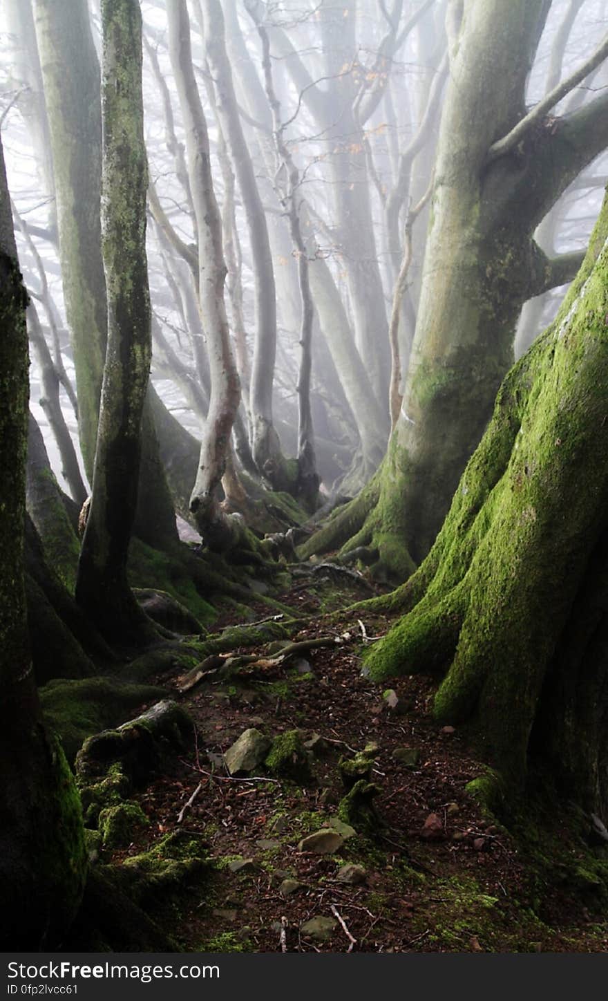 Green Gray Tall Trees