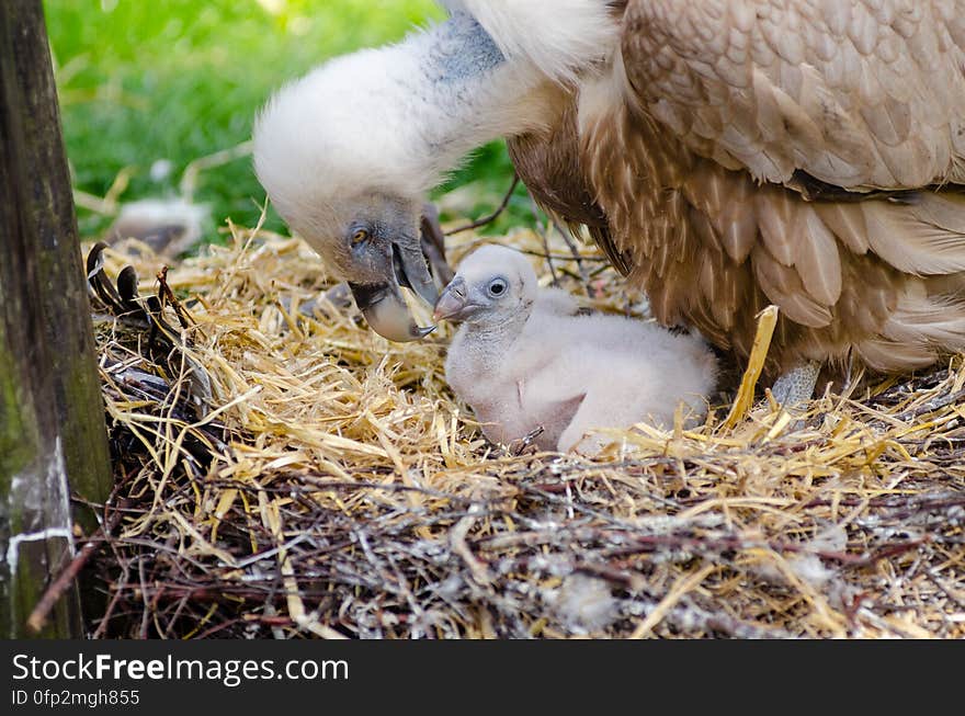 Vulture and Hatchling on Brown Nest