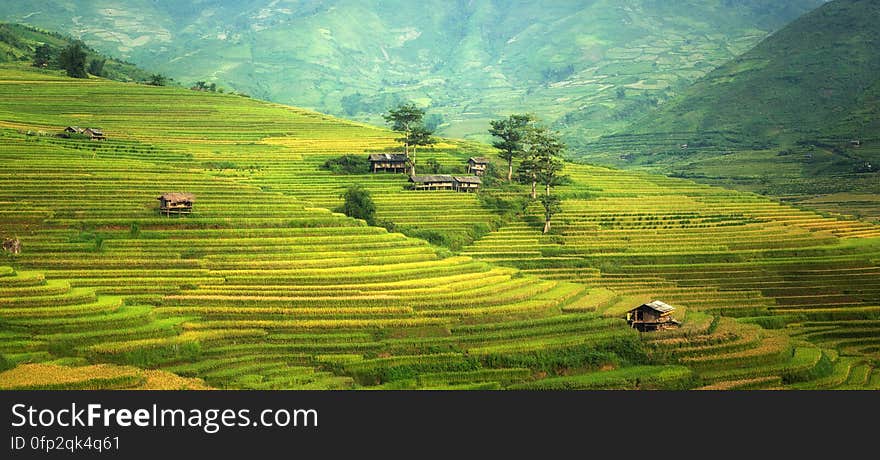 A view over rice fields on terraces. A view over rice fields on terraces.