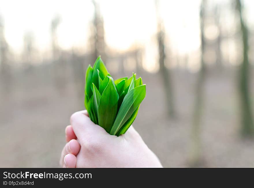 A close up of a hand holding leek leaves.