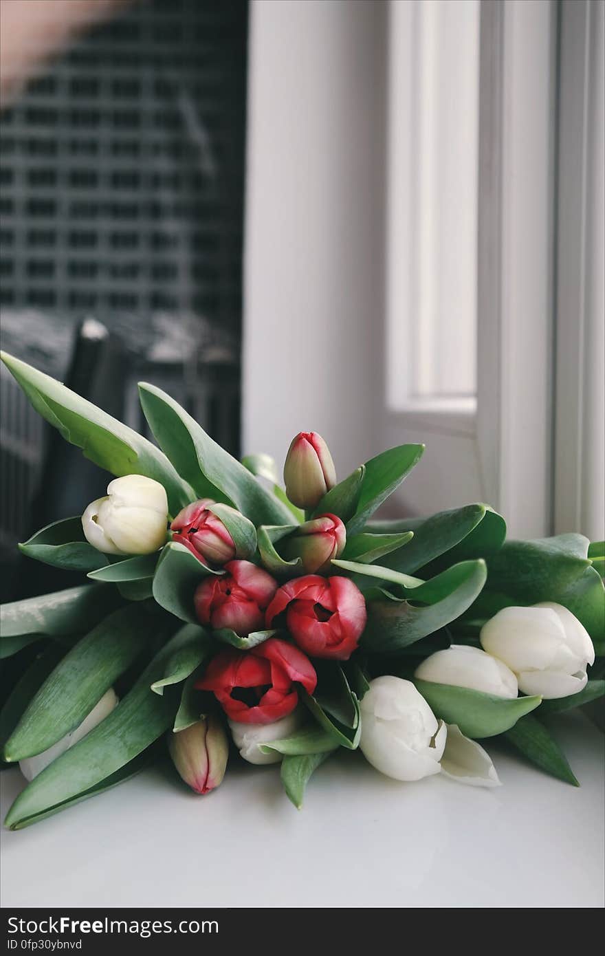 A bouquet of red and white tulips on a window sill. A bouquet of red and white tulips on a window sill.