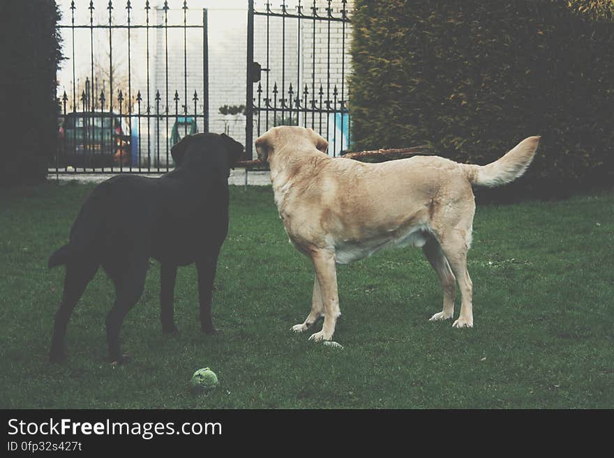 A pair of Labrador retriever dogs playing in the garden. A pair of Labrador retriever dogs playing in the garden.