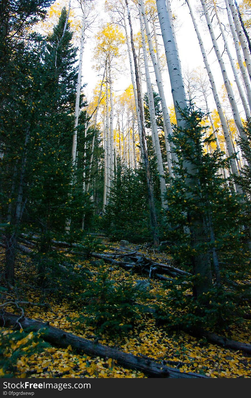 Autumn hike of the Bear Jaw, Waterline, and Abineau Trails Loop on the northern side of Flagstaff&#x27;s San Francisco Peaks. Autumn hike of the Bear Jaw, Waterline, and Abineau Trails Loop on the northern side of Flagstaff&#x27;s San Francisco Peaks.