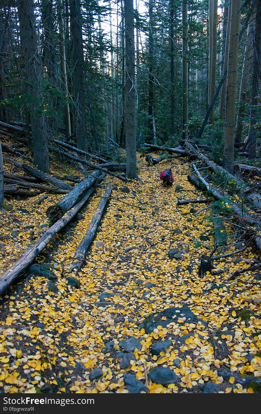 Autumn hike of the Bear Jaw, Waterline, and Abineau Trails Loop on the northern side of Flagstaff&#x27;s San Francisco Peaks. Autumn hike of the Bear Jaw, Waterline, and Abineau Trails Loop on the northern side of Flagstaff&#x27;s San Francisco Peaks.