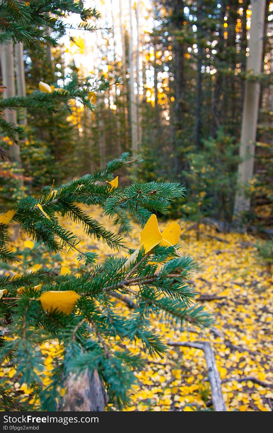 Autumn hike of the Bear Jaw, Waterline, and Abineau Trails Loop on the northern side of Flagstaff&#x27;s San Francisco Peaks. Autumn hike of the Bear Jaw, Waterline, and Abineau Trails Loop on the northern side of Flagstaff&#x27;s San Francisco Peaks.