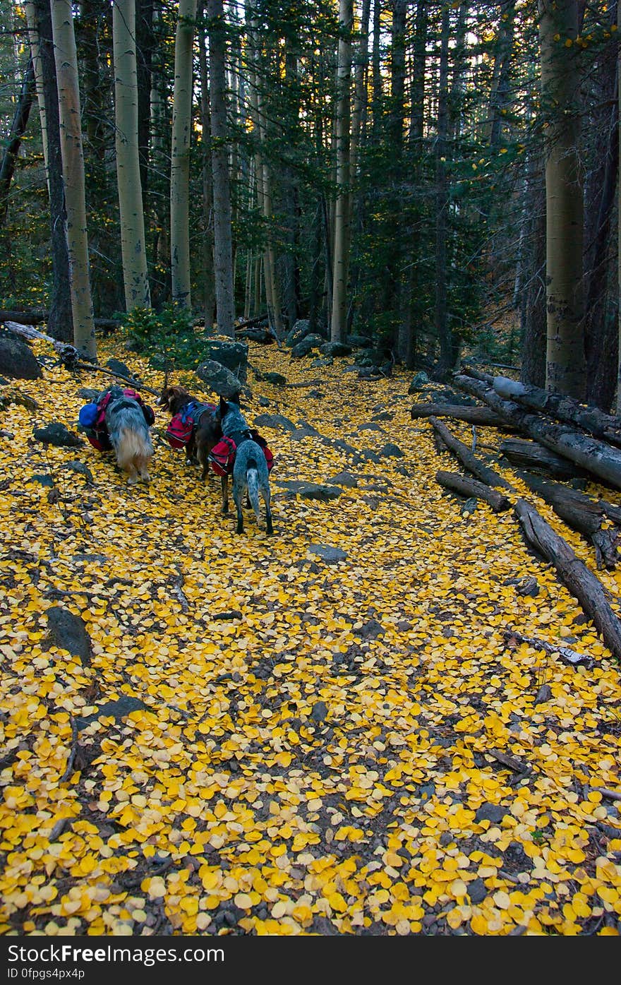 Autumn hike of the Bear Jaw, Waterline, and Abineau Trails Loop on the northern side of Flagstaff&#x27;s San Francisco Peaks. Autumn hike of the Bear Jaw, Waterline, and Abineau Trails Loop on the northern side of Flagstaff&#x27;s San Francisco Peaks.