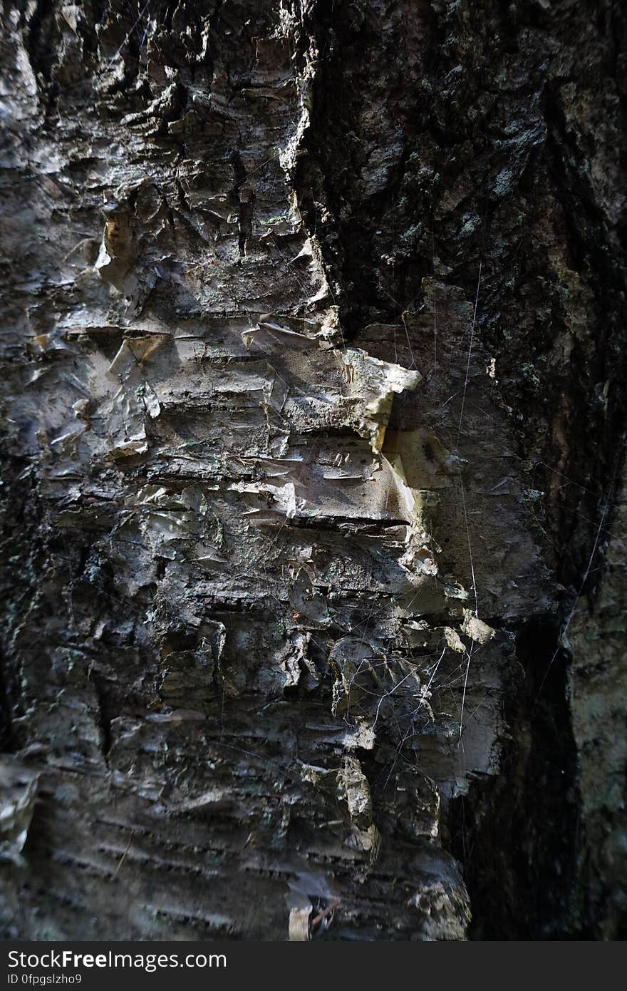 Brown, Plant, Bedrock, Wood, Trunk, Formation