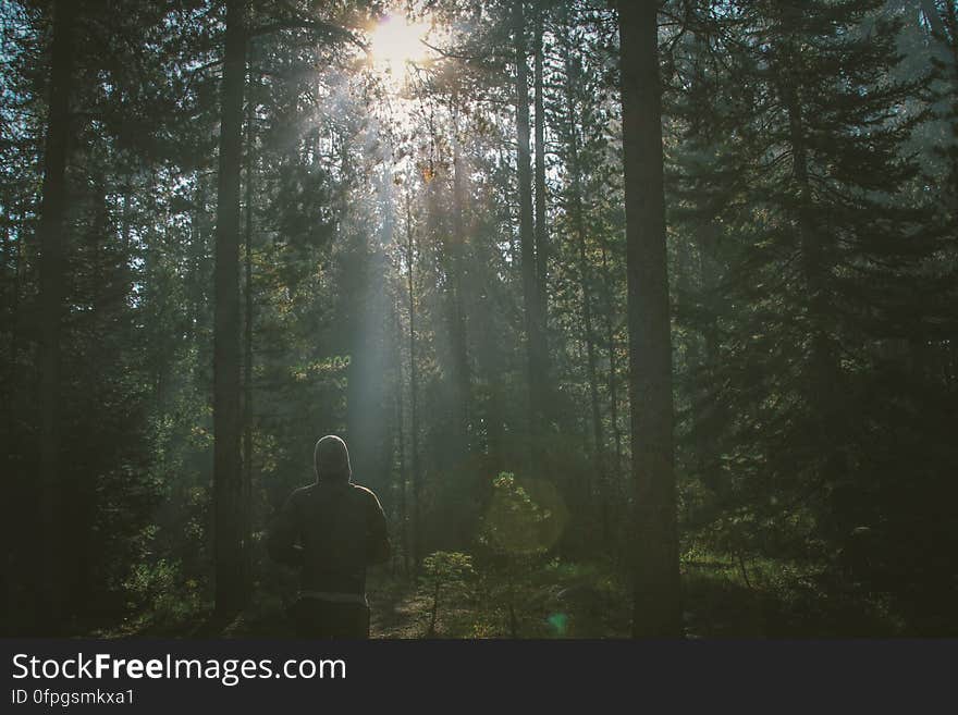 License: Public Domain Dedication &#x28;CC0&#x29; Source: Unsplash Learn more about Forests on Wikipedia. License: Public Domain Dedication &#x28;CC0&#x29; Source: Unsplash Learn more about Forests on Wikipedia.