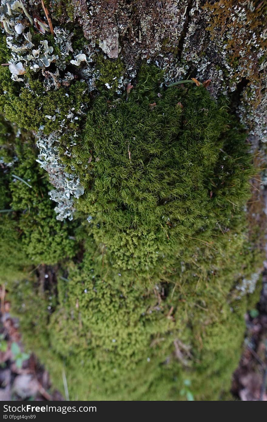 Terrestrial plant, Trunk, Watercourse, Wood, Grass, Bedrock