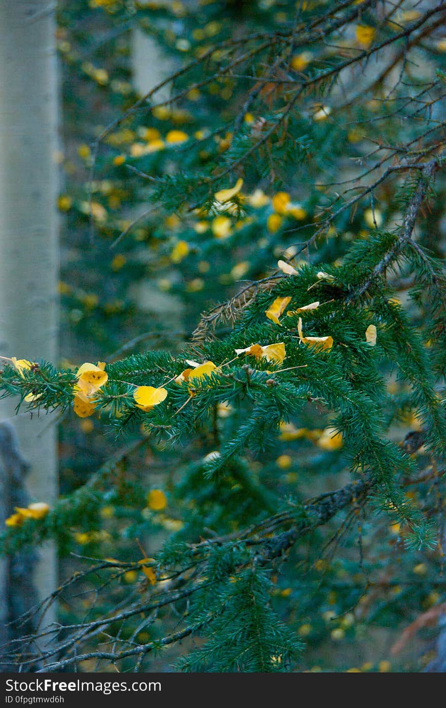 Autumn hike of the Bear Jaw, Waterline, and Abineau Trails Loop on the northern side of Flagstaff&#x27;s San Francisco Peaks. Autumn hike of the Bear Jaw, Waterline, and Abineau Trails Loop on the northern side of Flagstaff&#x27;s San Francisco Peaks.