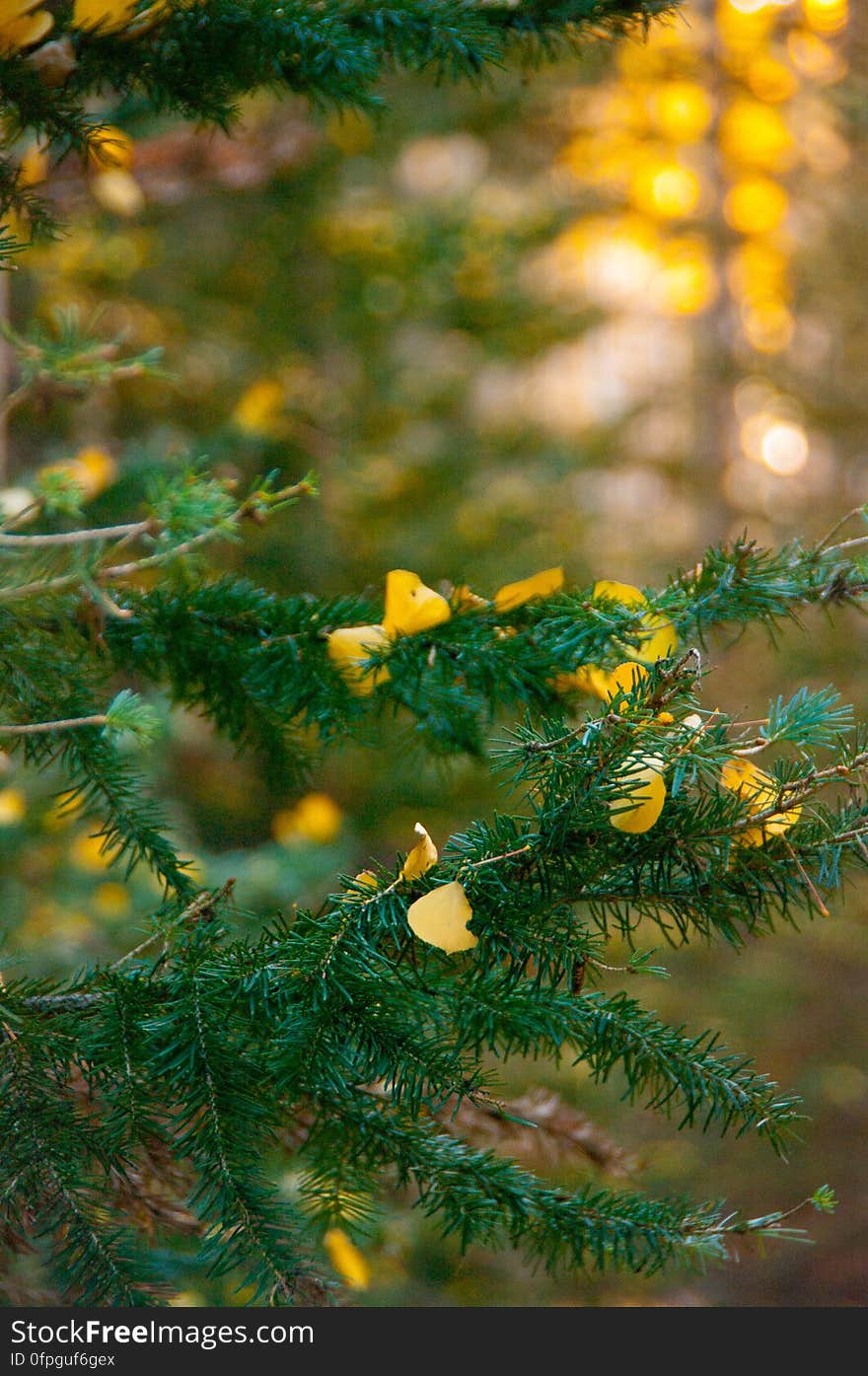 Autumn hike of the Bear Jaw, Waterline, and Abineau Trails Loop on the northern side of Flagstaff&#x27;s San Francisco Peaks. Autumn hike of the Bear Jaw, Waterline, and Abineau Trails Loop on the northern side of Flagstaff&#x27;s San Francisco Peaks.