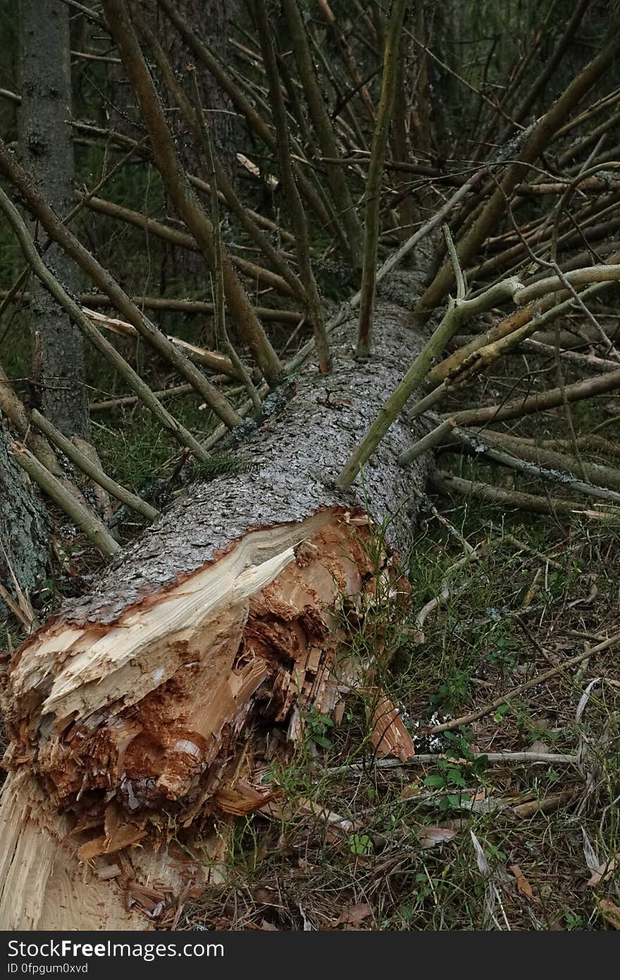 Plant, Wood, Vegetation, Trunk, Twig, Grass