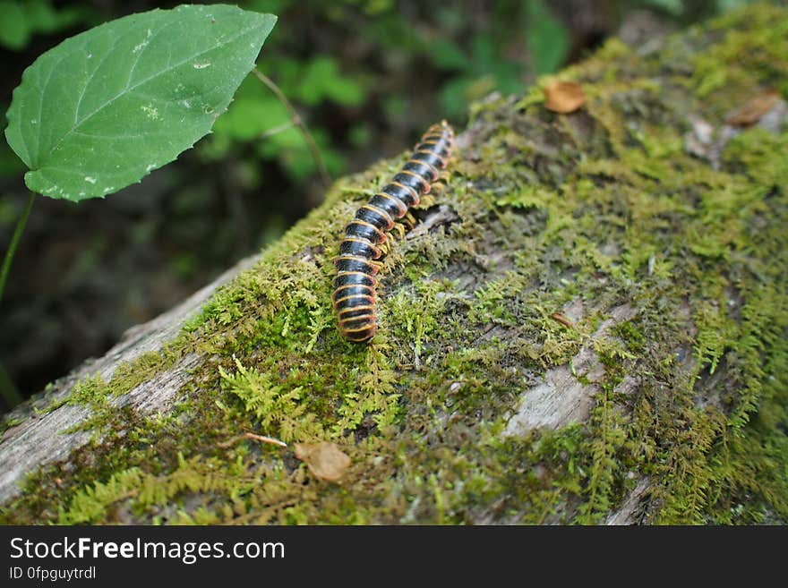 Plant, Pollinator, Insect, Arthropod, Eastern Tent Caterpillar, Terrestrial plant