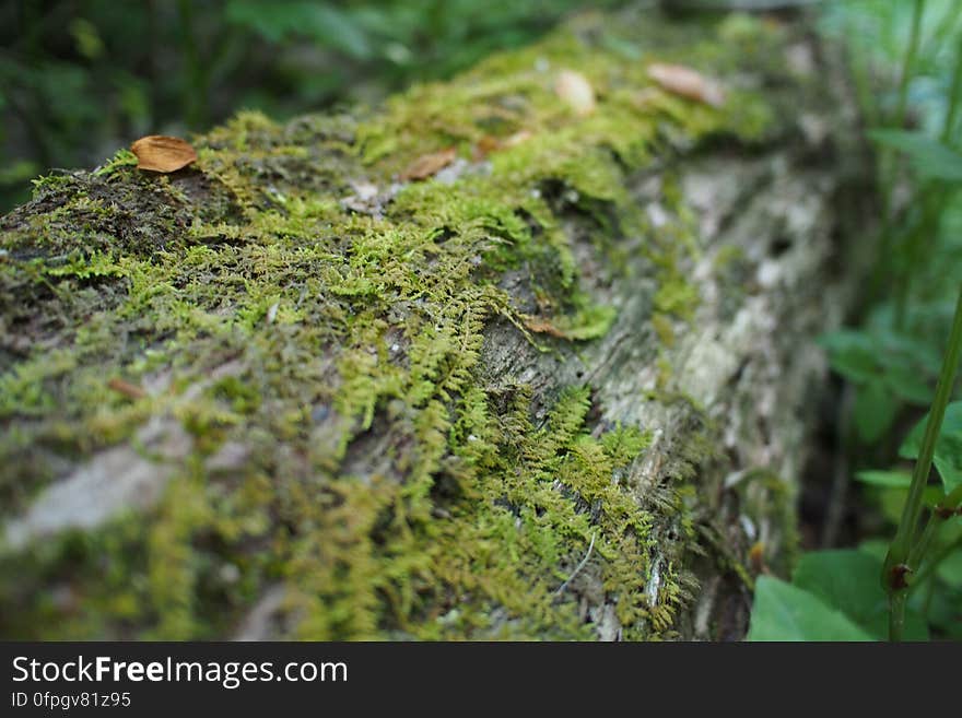 Wood, Branch, Natural landscape, Terrestrial plant, Plant, Organism