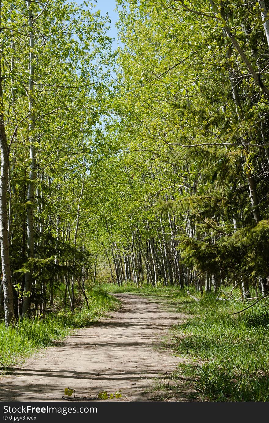 A secluded forest pathway in Terwillegar Park, Edmonton. A secluded forest pathway in Terwillegar Park, Edmonton