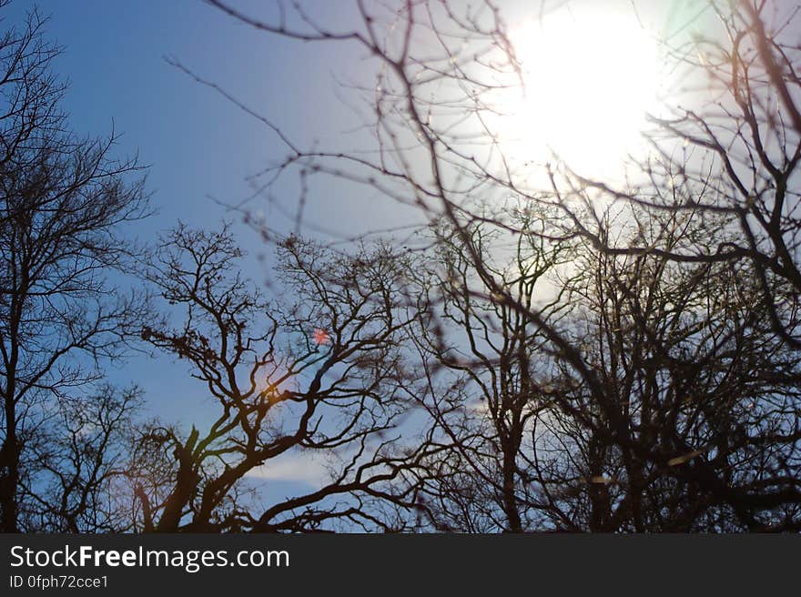 Bare Trees Under Blue Sky