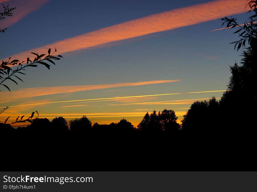 Silhouette of Trees and Plants during