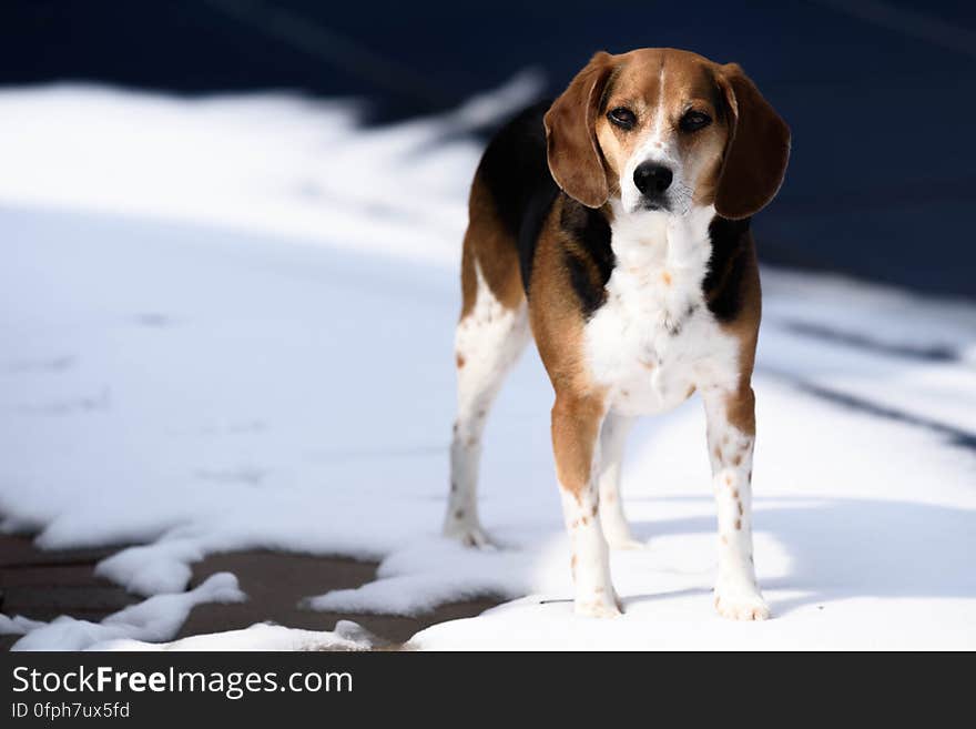 Tricolor Jack Russell Terrier Standing on Snow