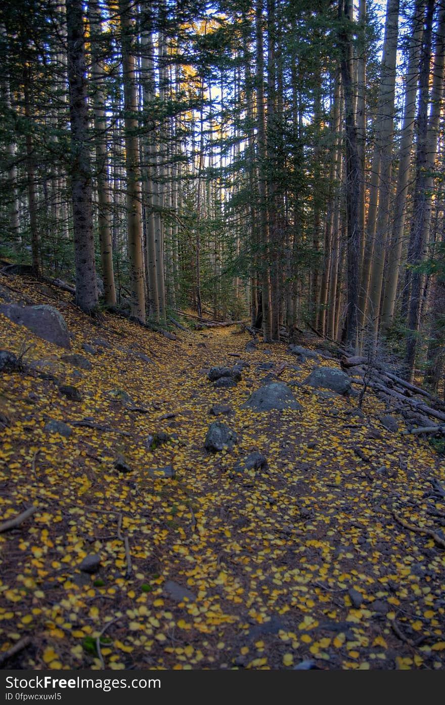 Autumn hike of the Bear Jaw, Waterline, and Abineau Trails Loop on the northern side of Flagstaff&#x27;s San Francisco Peaks. Autumn hike of the Bear Jaw, Waterline, and Abineau Trails Loop on the northern side of Flagstaff&#x27;s San Francisco Peaks.