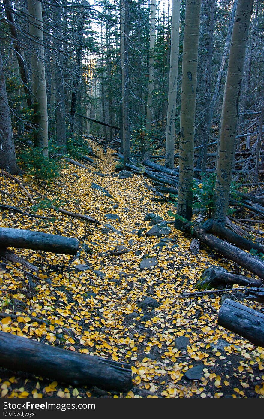 Autumn hike of the Bear Jaw, Waterline, and Abineau Trails Loop on the northern side of Flagstaff&#x27;s San Francisco Peaks. Autumn hike of the Bear Jaw, Waterline, and Abineau Trails Loop on the northern side of Flagstaff&#x27;s San Francisco Peaks.