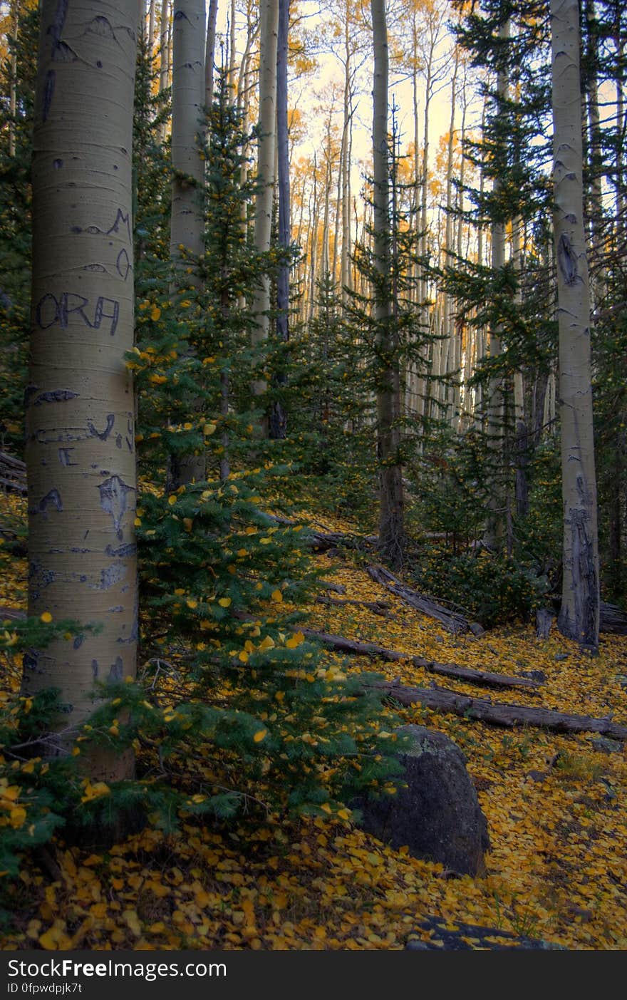 Autumn hike of the Bear Jaw, Waterline, and Abineau Trails Loop on the northern side of Flagstaff&#x27;s San Francisco Peaks. Autumn hike of the Bear Jaw, Waterline, and Abineau Trails Loop on the northern side of Flagstaff&#x27;s San Francisco Peaks.