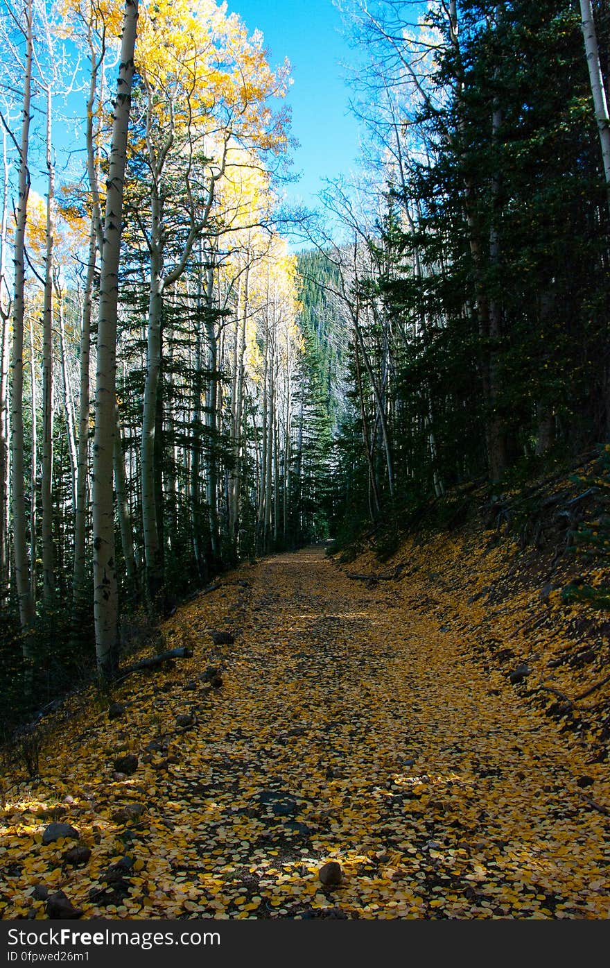 Autumn hike of the Bear Jaw, Waterline, and Abineau Trails Loop on the northern side of Flagstaff&#x27;s San Francisco Peaks. Autumn hike of the Bear Jaw, Waterline, and Abineau Trails Loop on the northern side of Flagstaff&#x27;s San Francisco Peaks.