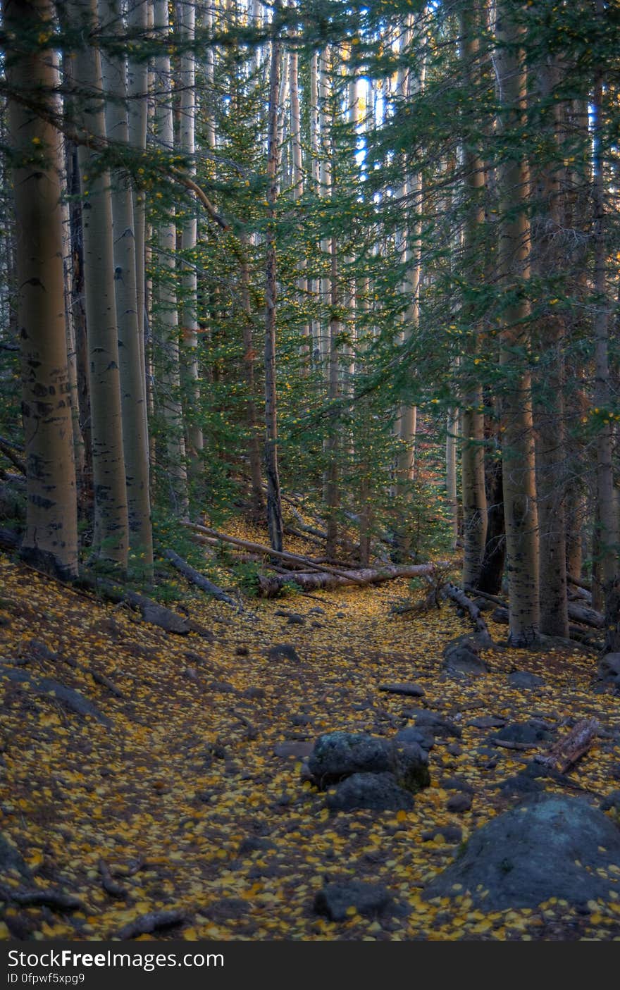 Autumn hike of the Bear Jaw, Waterline, and Abineau Trails Loop on the northern side of Flagstaff&#x27;s San Francisco Peaks. Autumn hike of the Bear Jaw, Waterline, and Abineau Trails Loop on the northern side of Flagstaff&#x27;s San Francisco Peaks.