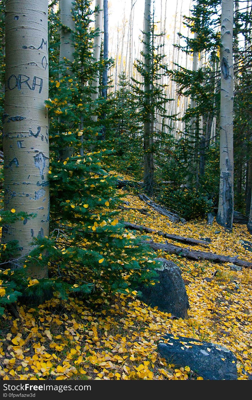 Autumn hike of the Bear Jaw, Waterline, and Abineau Trails Loop on the northern side of Flagstaff&#x27;s San Francisco Peaks. Autumn hike of the Bear Jaw, Waterline, and Abineau Trails Loop on the northern side of Flagstaff&#x27;s San Francisco Peaks.