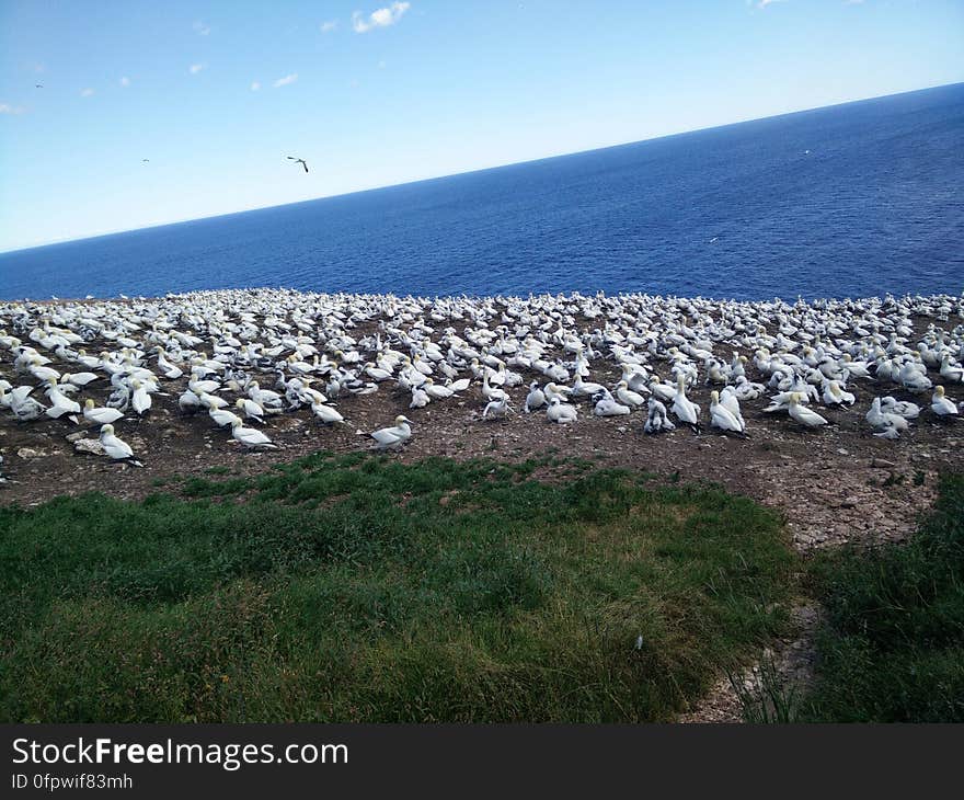 182 - Parc national de l&#x27;Île-Bonaventure-et-du-Rocher-Percé