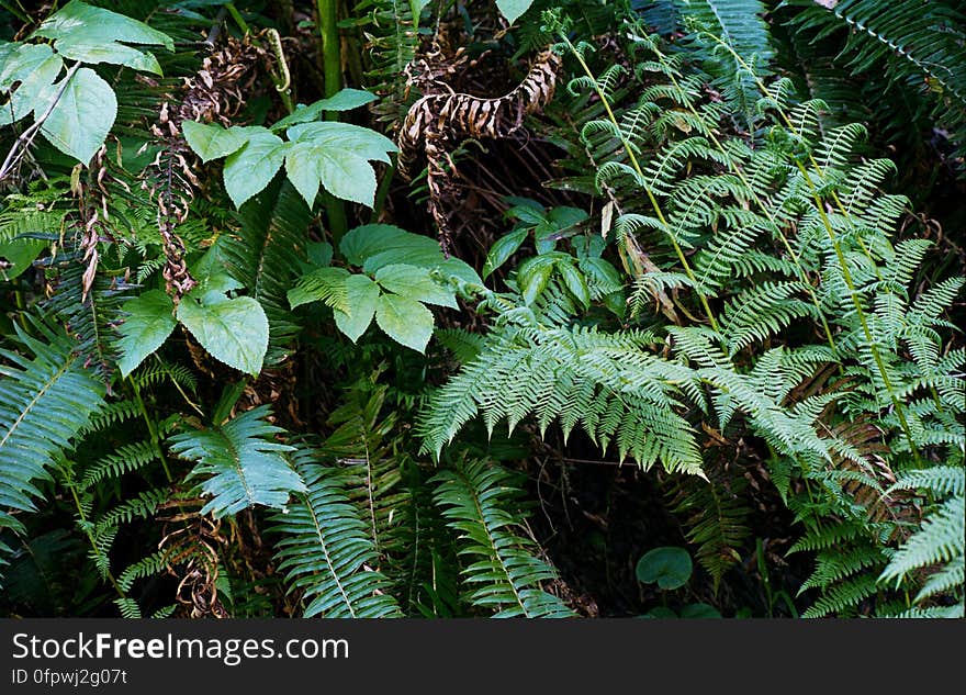 forest closeup